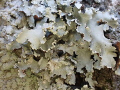 Parmotrema clavuliferum