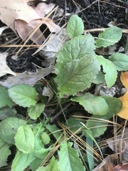 Salvia lyrata