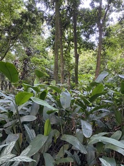 Monstera deliciosa