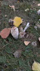 Coprinus comatus