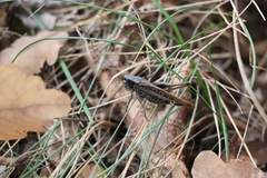 Platycleis grisea