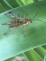 Echthromorpha