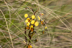 Diuris pardina