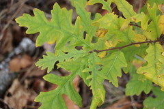 Quercus cerris