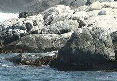 Spheniscus humboldti