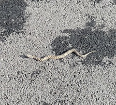 Vipera aspis zinnikeri