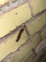 Lasiocampoidea