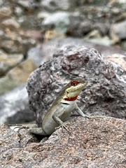 Sauria