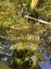 Rhynchostegium