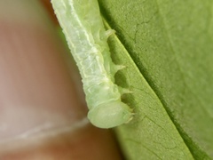 Ptilophora nohirae