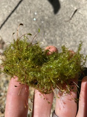 Rhynchostegium
