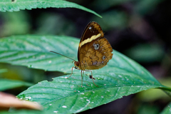 Xanthotaenia busiris