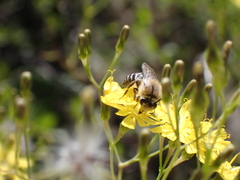 Colletes dimidiatus