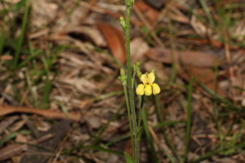 Image of Goodenia bellidifolia by (c) Greg Tasney, some rights reserved (CC BY-SA)