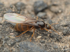 Cautolasius