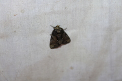 Chytonix palliatricula