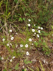 Nierembergia linariifolia