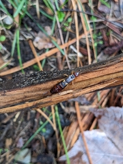 Forficula auricularia