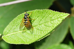 Chrysotoxum cautum
