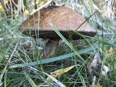 Leccinum scabrum
