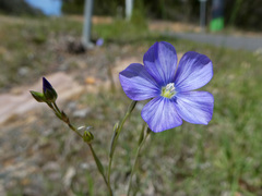 Linum marginale