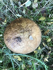 Leccinum scabrum