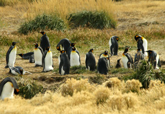 Aptenodytes patagonicus