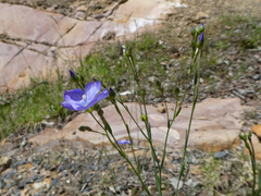 Linum marginale