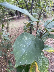 Malus sylvestris