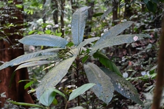 Duroia