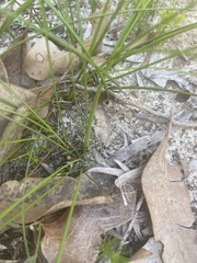 Schoenus curvifolius