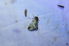 Harrisimemna trisignata