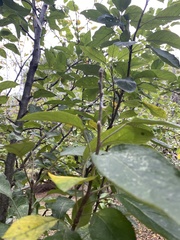 Malus sylvestris