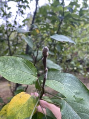 Malus sylvestris
