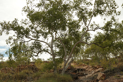 Corymbia