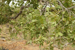 Corymbia