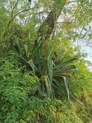 Furcraea guerrerensis