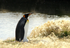 Aptenodytes patagonicus