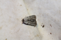 Catocala sordida