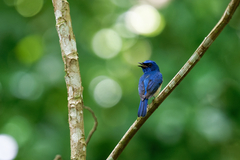 Cyornis turcosus