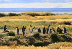 Aptenodytes patagonicus