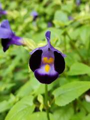 Torenia fournieri