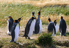 Aptenodytes patagonicus