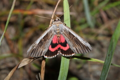 Catocala herodias gerhardi