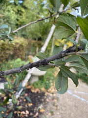 Tuberolachnus salignus