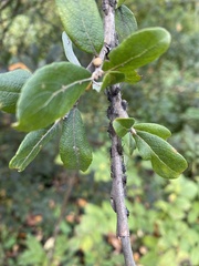 Tuberolachnus salignus