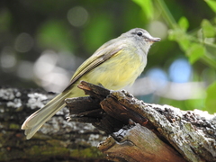 Myiopagis viridicata