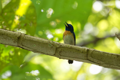 Cyornis turcosus