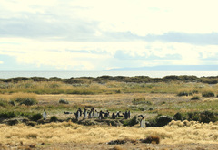 Aptenodytes patagonicus