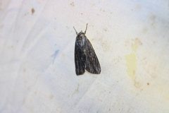 Acronicta lithospila